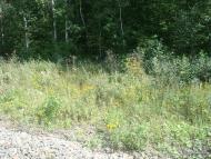 Городнявка з panoramio.com