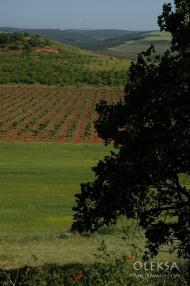 Тінисте з panoramio.com