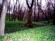 Комісарівка з panoramio.com