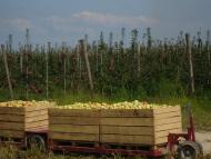 Гать з panoramio.com