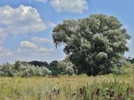 Вільхівка з panoramio.com - Вільхівка