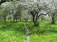 Дубовець з panoramio.com