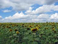 Новий Стародуб з panoramio.com