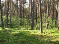 Клипець з panoramio.com