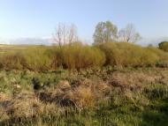 Верхньошевирівка з panoramio.com