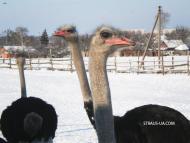 Березняки з panoramio.com