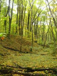 Пасіки-Зубрицькі з panoramio.com