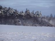 Перепис з panoramio.com