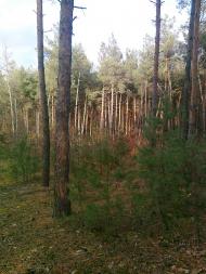 Змійове з panoramio.com