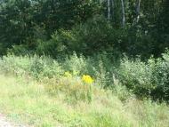 Червоний Цвіт з panoramio.com