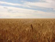 Ганнівка з panoramio.com