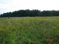 Чагарі-Збаразькі з panoramio.com