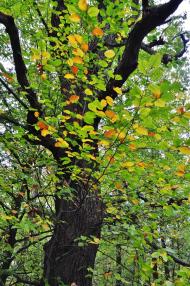 Підмонастир з panoramio.com