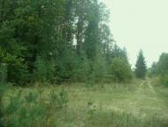 Цвітоха з panoramio.com