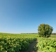 Гулі з panoramio.com