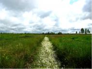 Яревище з panoramio.com