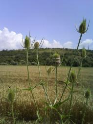 Айвове з panoramio.com