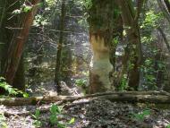 Хвощове з panoramio.com