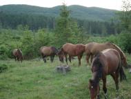 Люча з panoramio.com