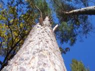 Назавизів з panoramio.com