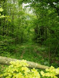 Клинове з panoramio.com