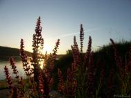 Дністрівка з panoramio.com