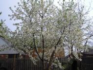 Гудими з panoramio.com