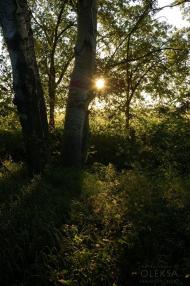 Полюшко з panoramio.com