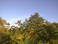 Тернавка з panoramio.com