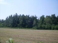 Кузьминці з panoramio.com