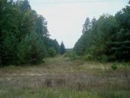 Цвітоха з panoramio.com