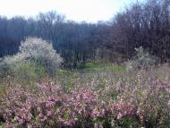 Лимани з panoramio.com