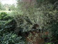 Пасіка з panoramio.com