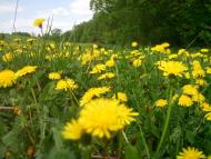 Добра з panoramio.com