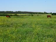 Вербаїв з panoramio.com