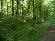 Мала Мочулка з panoramio.com