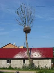 Вижняни з panoramio.com