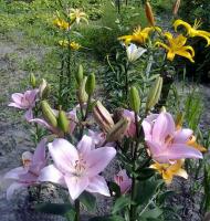 Великий Омеляник з panoramio.com