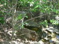 Пересадівка з panoramio.com