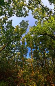 Кругляківка з panoramio.com