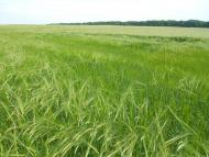 Іванківці з panoramio.com