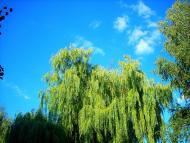 Станишівка з panoramio.com