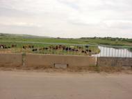 Артемівка з panoramio.com