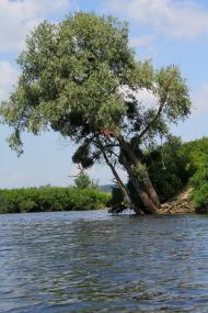 Сушки з panoramio.com