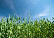 Гулі з panoramio.com