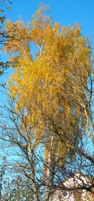 Стара Синява з panoramio.com