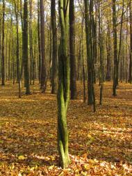 Черемошне з panoramio.com