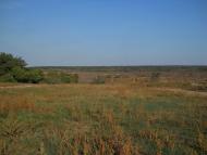 Дубки з panoramio.com