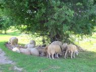 Городець з panoramio.com