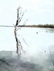 Шабельники з panoramio.com